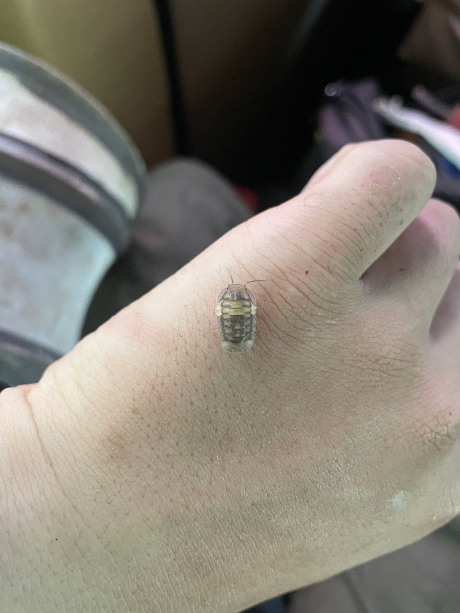 知り合いがタイで見つけたらしいのですが私の知らないやつなので、なんか知ってる人いますかね……