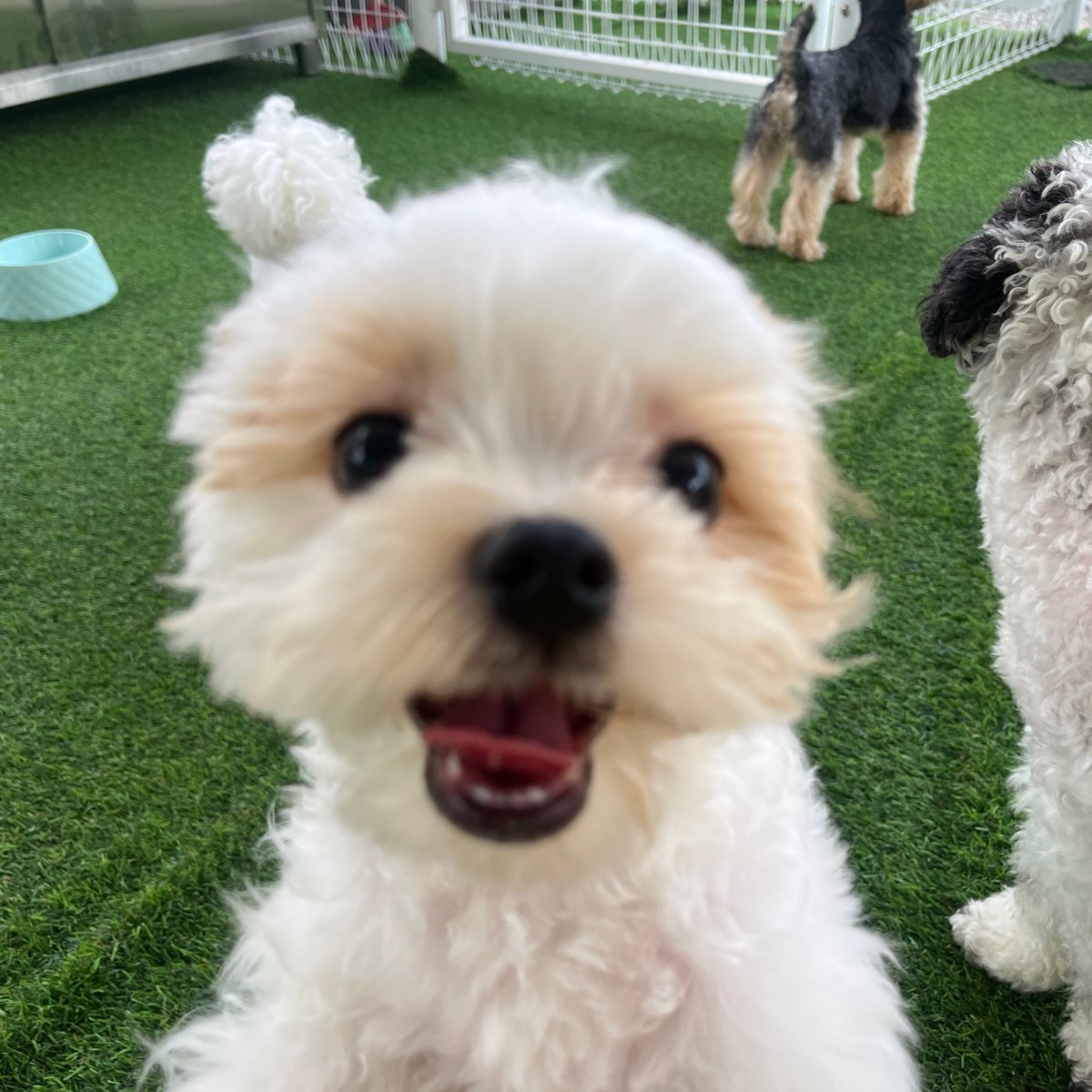 ddolty_osu's tweet photo. 동그란 가나디 실존 https://t.co/IrJAPoYih2