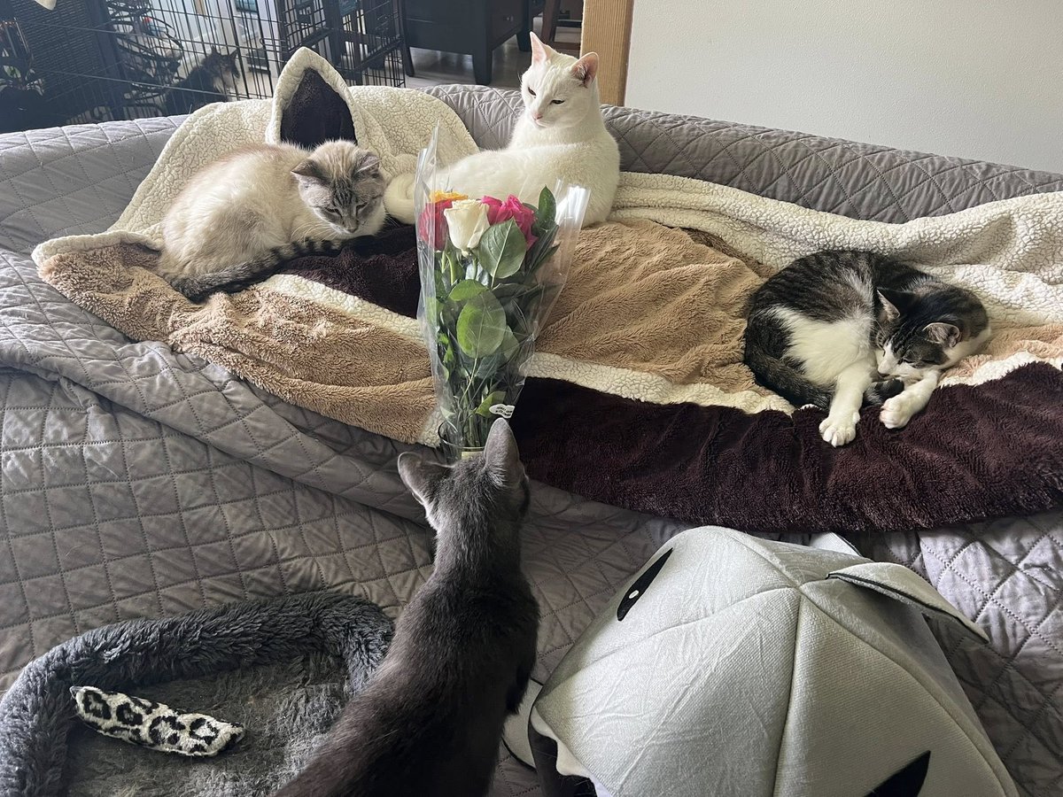 Doodles Ranch and Sanctuary tweet media