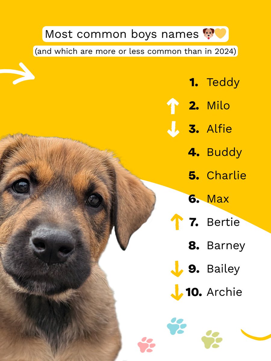 DogsTrust's tweet photo. The results are in! Thanks to the 340,000+ respondents of this years #NationalDogSurvey, we have learnt a LOT about the nation’s dogs 🐶 Swipe to get your paws on some of our findings 👉

Can you spot your dogs’ name or breed in the rankings? Let us know! https://t.co/HgE6zxaL27