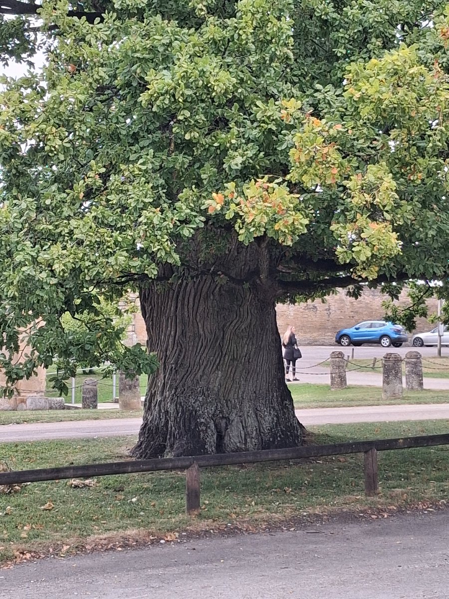 Car Park Oak #thicktrunktuesday