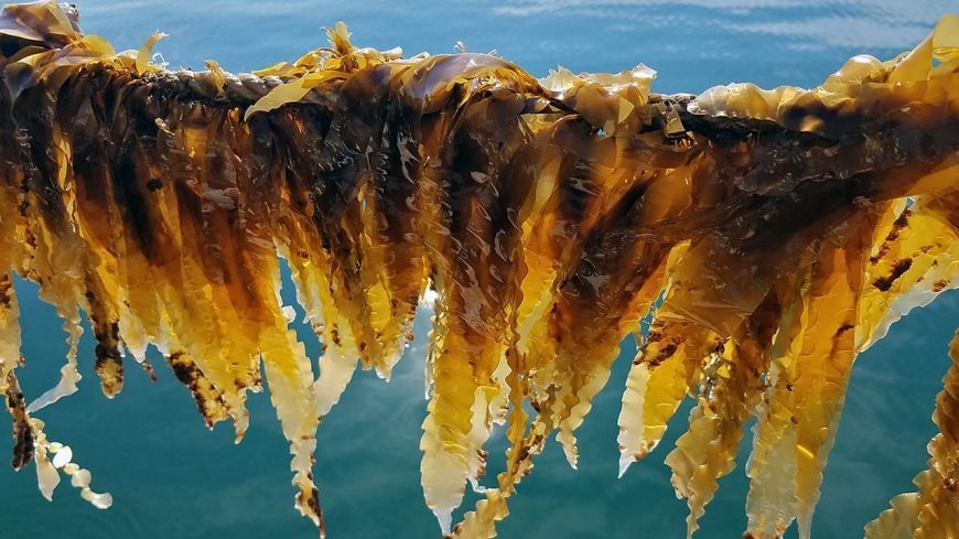 Expertos cuestionan el papel del cultivo de algas en las estrategias de carbono azul para la mitigación del cambio climático  buff.ly/wJB8njv