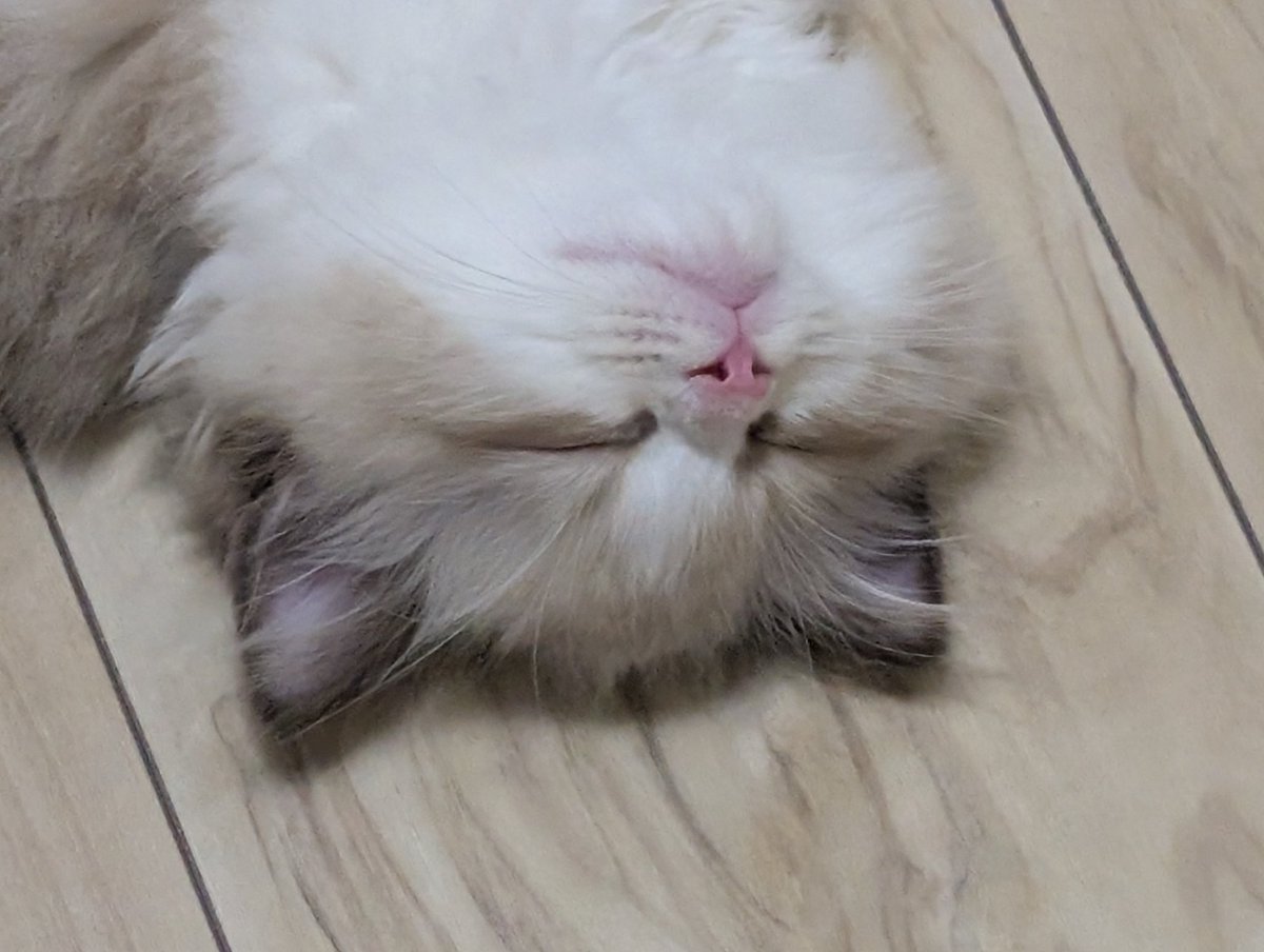 買い時まではこんなかんじ🐱