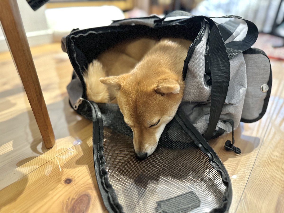 公園行きたすぎてバッグに入ったまま寝ちゃった