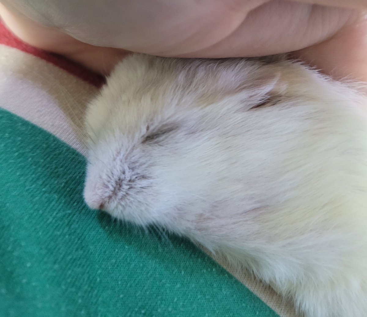 소세지들 (@fattyfathamster) on Twitter photo 