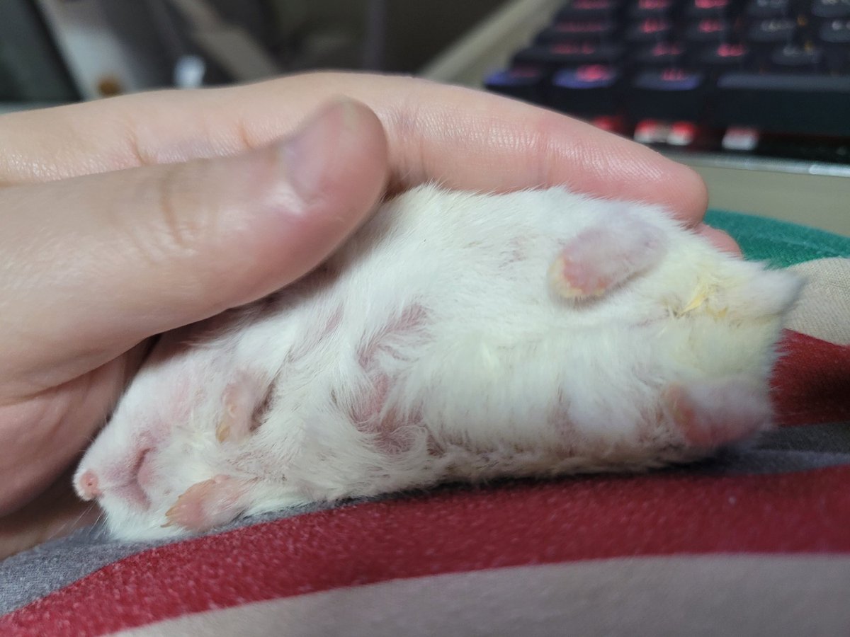 소세지들 (@fattyfathamster) on Twitter photo 