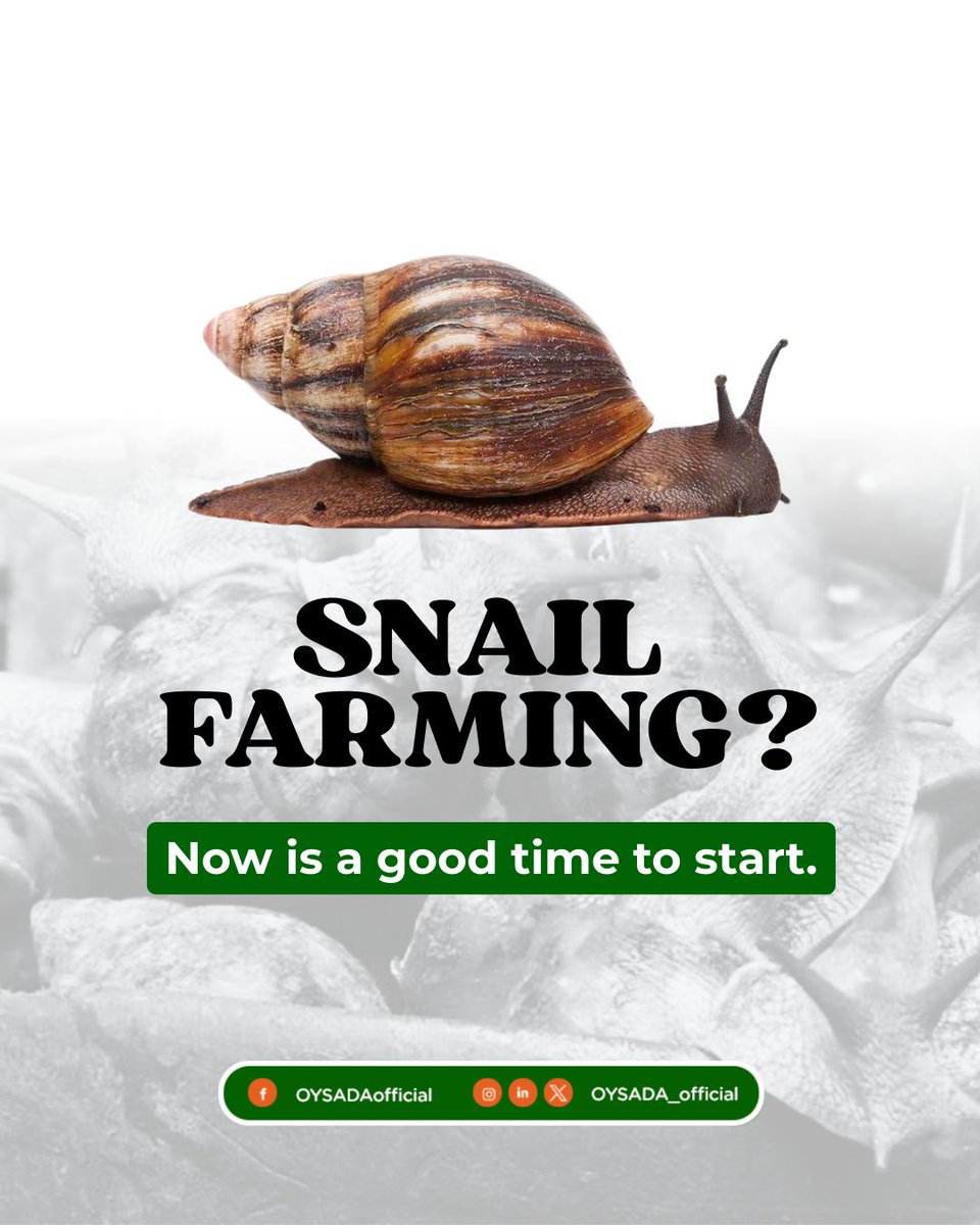 Snail farming thrives during the rainy months because of the natural humidity, making now the perfect time to start. You don’t need vast land; just a small, moist pen can turn into a profitable venture. Start small, grow steady.