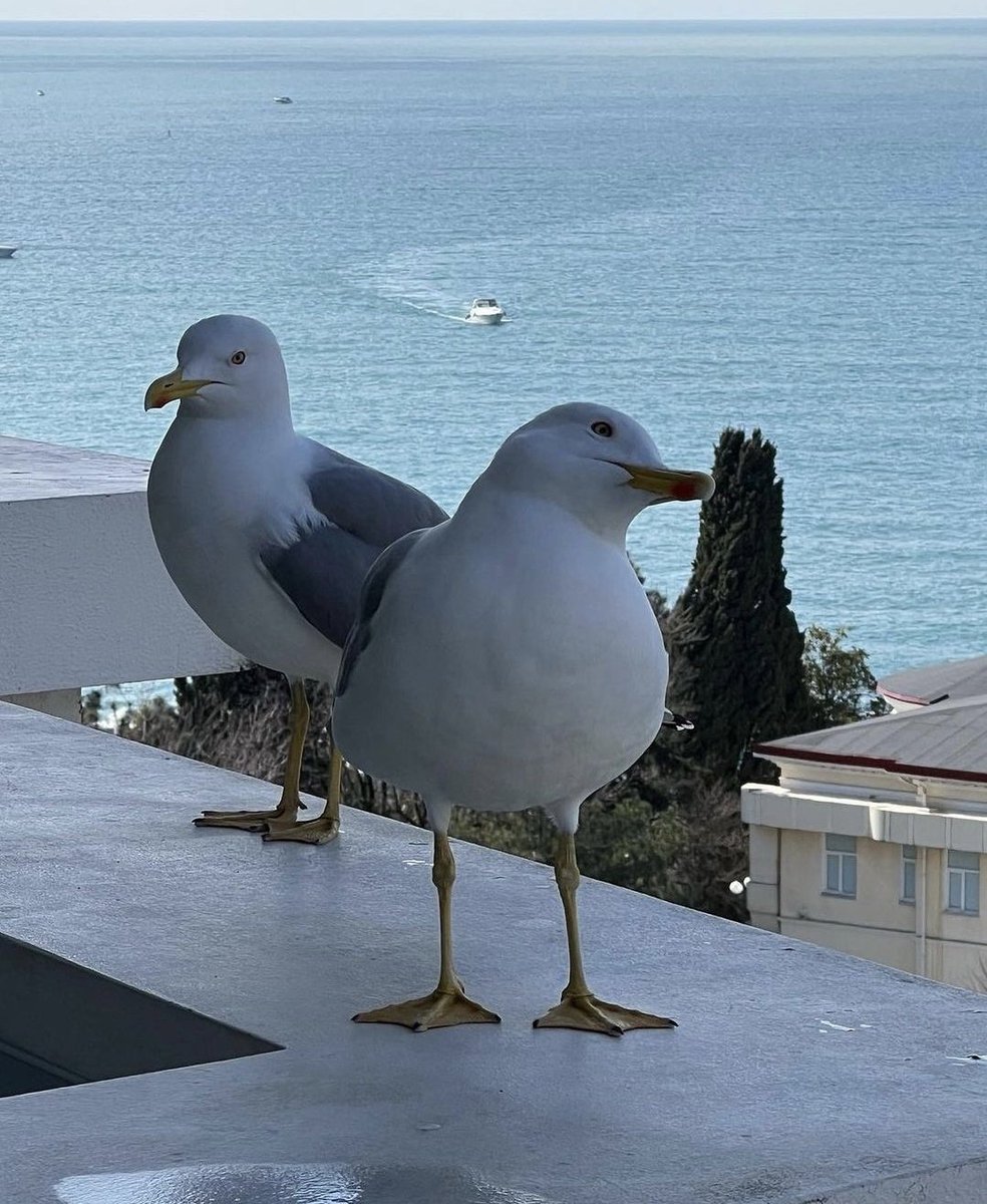 Даже чайки мне позируют.. А ты неть...