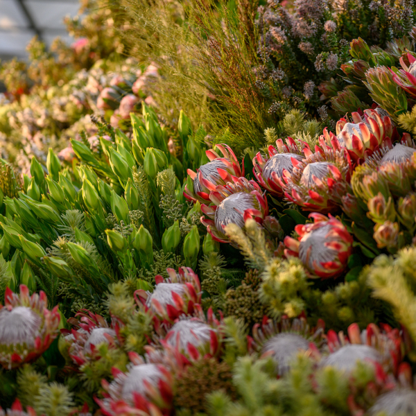 thenewspapersa's tweet image. The village of #Stanford will burst into colour as #StanfordInBloom runs 10–24 Sept 2025 – 16 days of flowers, art, music, food &amp;amp; community spirit!
👉 More info: tinyurl.com/46ca5zkx #ChelseaFlowers #CapeFloralKingdom