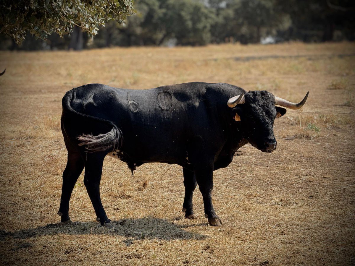 Novillos de Juan Luis Fraile que serán lidiados en la Feria Taurina del Arroz de Calasparra.