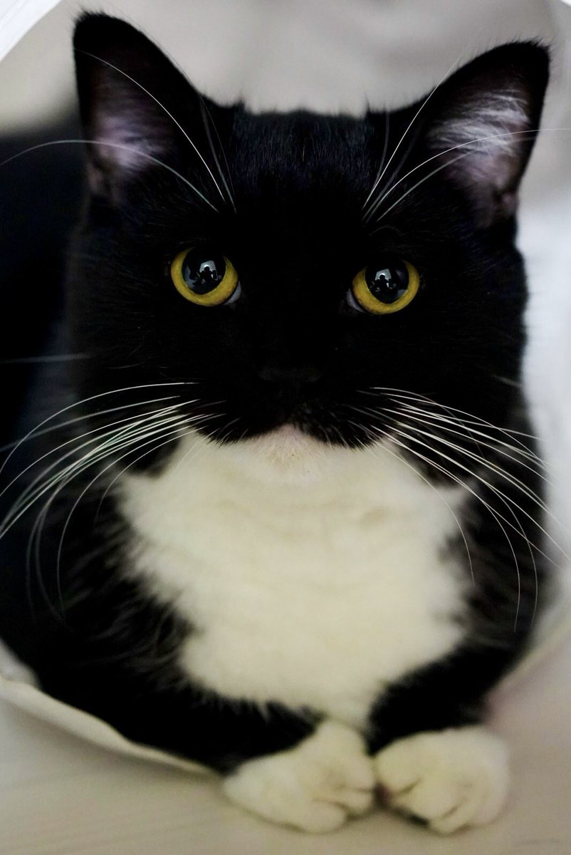 unicouniuni3's tweet photo. When those eyes look at you… https://t.co/0SAzYpLr9G