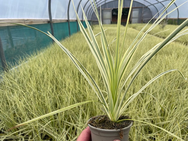 We have our best crops ever of #peatfree P9 Cordyline Pink Passion and Lime Passion ready and looking good now. These are perfect for potting now to make finished 3 litre for spring or are also perfect of use on Planted containers and baskets.