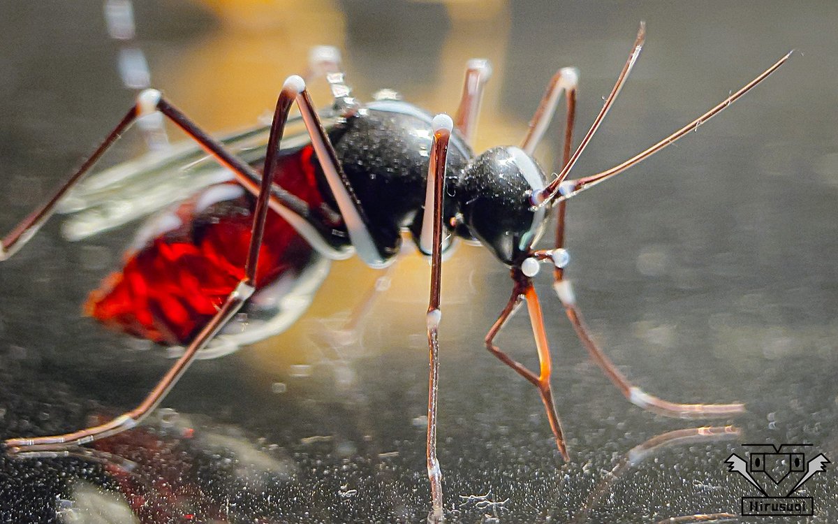 神戸にある「KOBEとんぼ玉ミュージアム」に行ったら再限度が高すぎる蚊がいた。叩き潰しそうになったわ💦