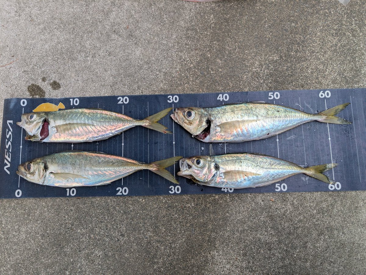 poly7823's tweet photo. 8/26中潮 遠州灘サーフ
今朝は凄った！鰯は打ち上がり、それを追うナブラがボコボコ。
尺鯵とワカシ時々イナダクラスの青物のオンパレード！ https://t.co/HMO1bk2DU0