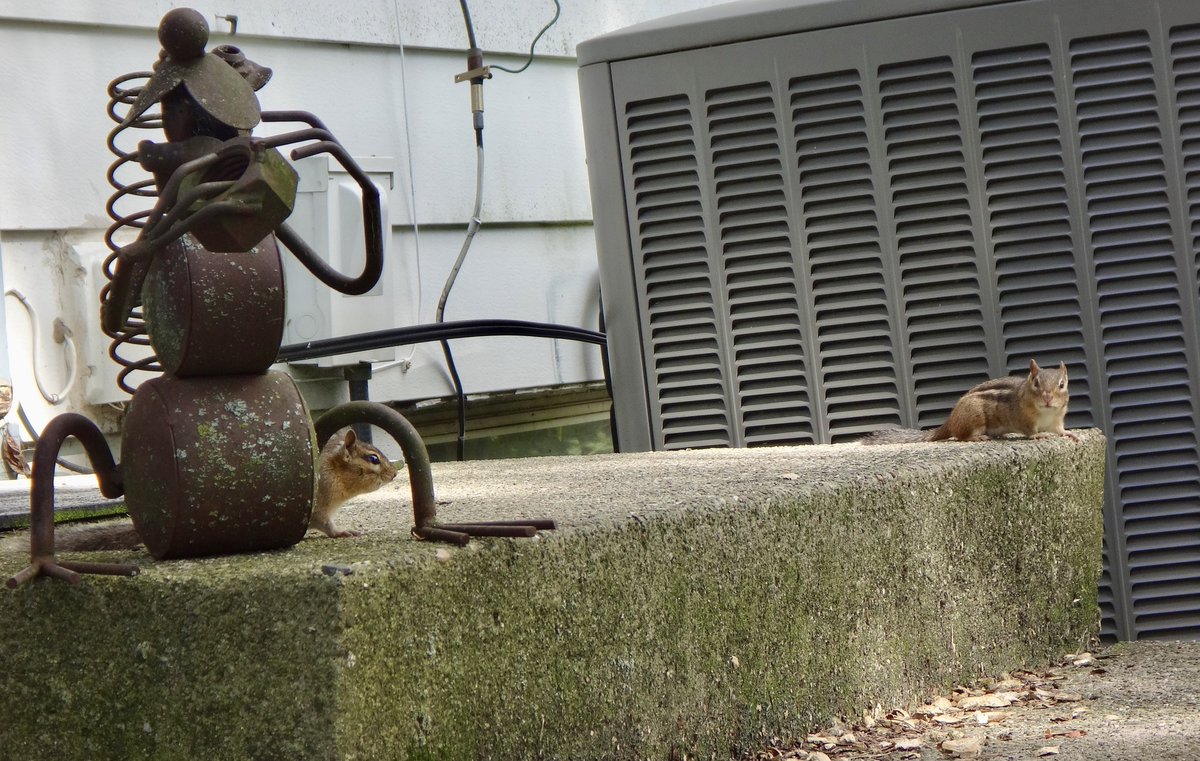 Two yard chippies for #Twosday #squirrels