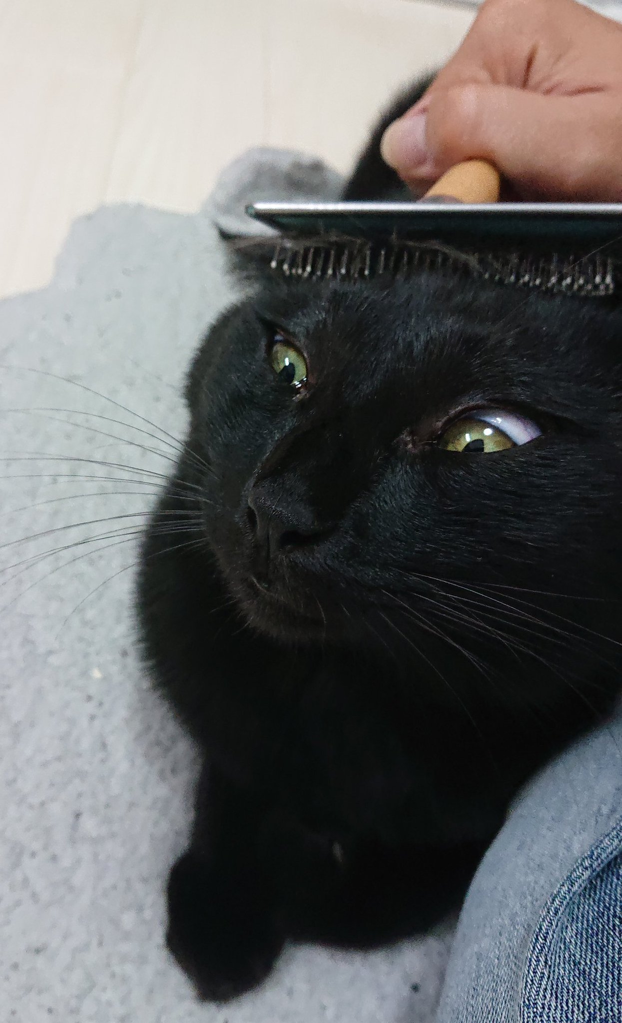 ☆欲張り工房様☆専用！！キジトラ猫ちゃんと黒猫ちゃん ☆欲張り工房様☆専用！！キジトラ猫ちゃんと黒猫ちゃん 羊毛
