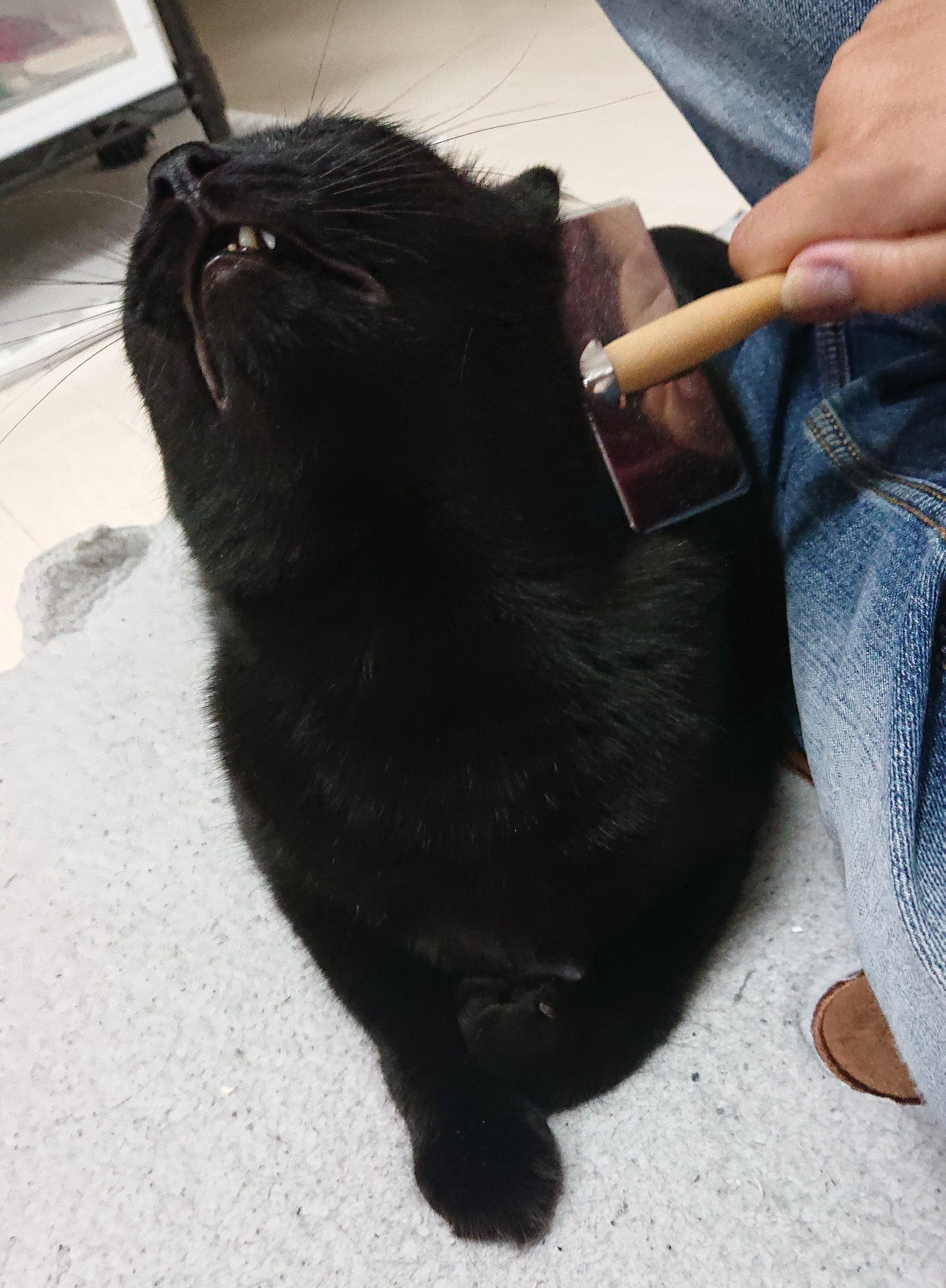黒猫 スクラッチぬいぐるみ Lサイズ スクラッチ | ぬいぐるみ