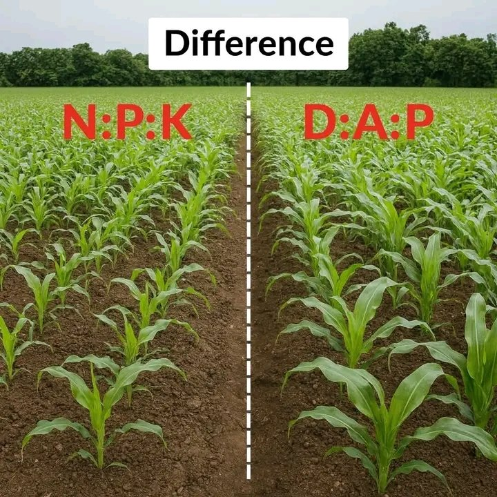 𝐒𝐂𝐈𝐄𝐍𝐂𝐄 𝐁𝐄𝐇𝐈𝐍𝐃 𝐓𝐇𝐄 𝐃𝐈𝐅𝐅𝐄𝐑𝐄𝐍𝐂𝐄: 𝐃𝐀𝐏 𝐕𝐒. 𝐍𝐏𝐊

TWO FIELDS. 
SAME CROP. 
DIFFERENT FERTILIZER. 

THE RESULTS WILL CHANGE HOW YOU THINK ABOUT DAP AND NPK

I once stood between two maize fields, one planted with DAP, the other with NPK.

The difference