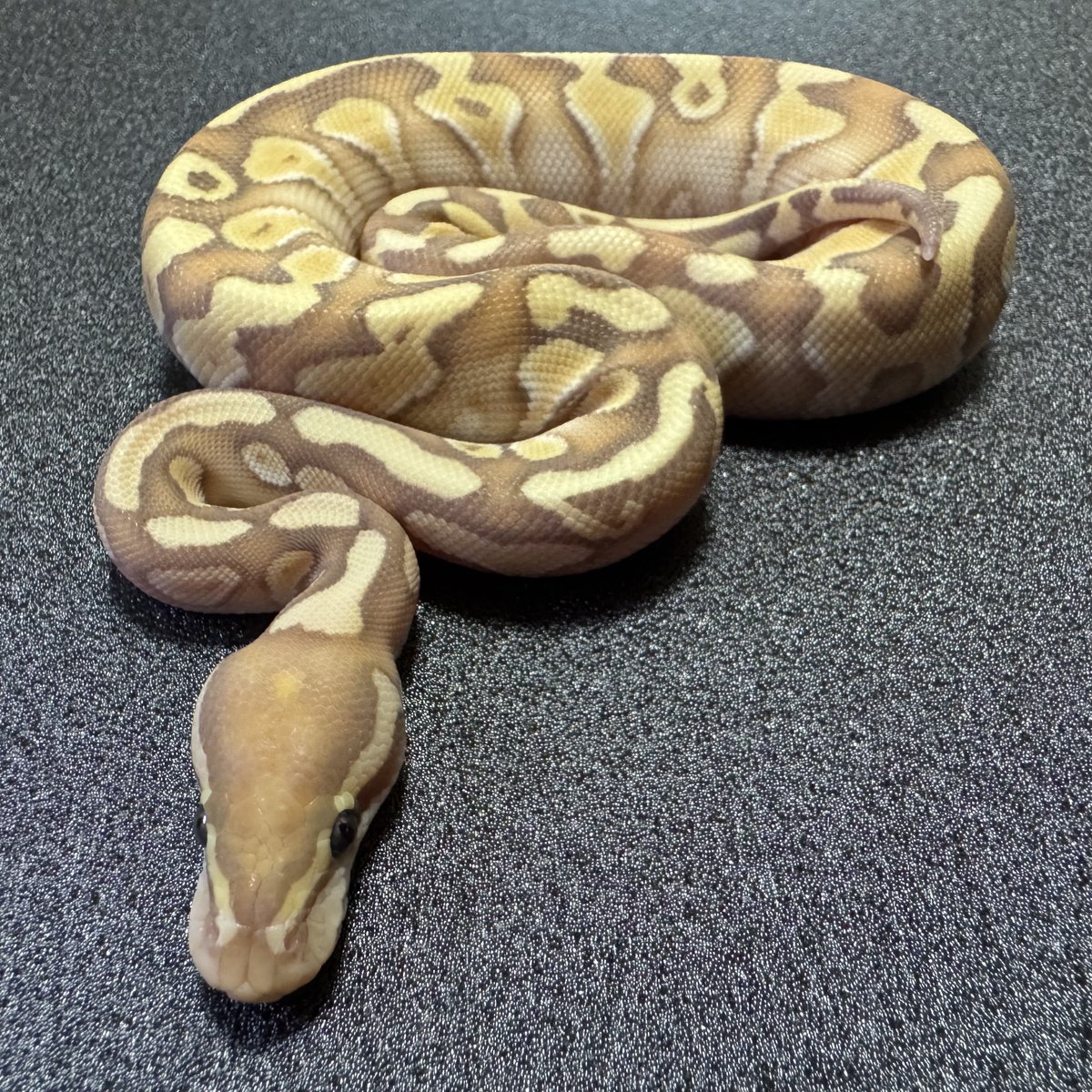 うちに来て2匹同時に初脱ぎ。
Hurricaneは模様バキバキで可愛いし、Bananaは色が素敵で可愛い🥰