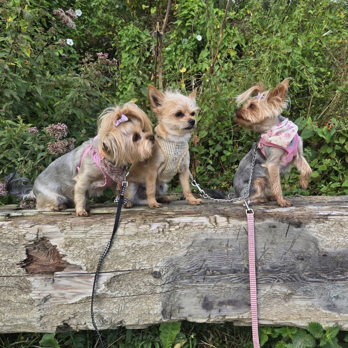 International Dog Day

International Dog Day is observed annually on 26th August to honour all dogs - no matter their shapes, sizes, age or breeds, and to encourage adoption to all those who have yet to find a home and a family forever 🐶

#internationaldogday❤️