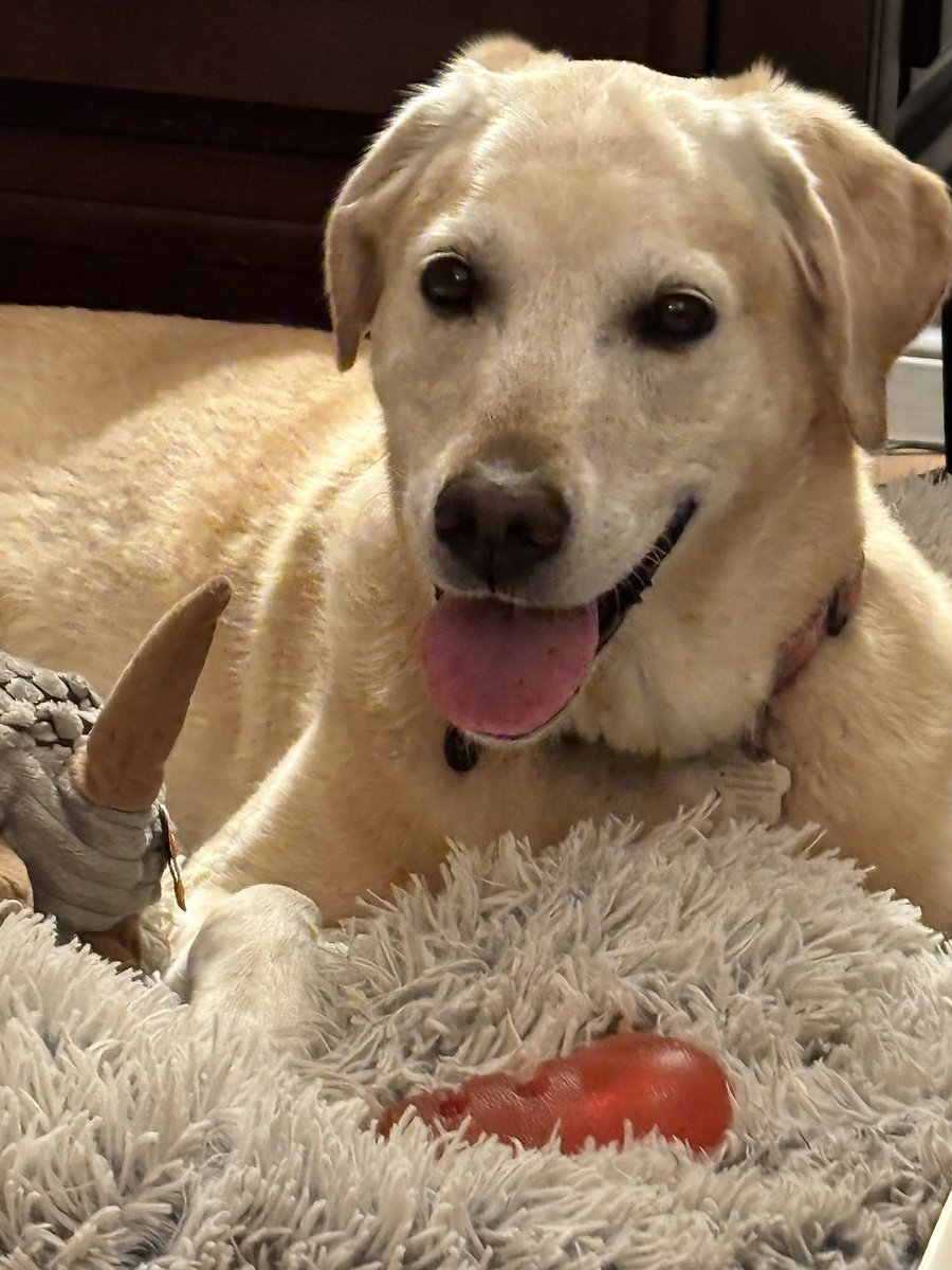 Happy #InternationalDogDay &amp; #TongueOutTuesday, pals! I guess I’ll show my tongue today then. I’m waiting for momma &amp; dad to finish caffeinating so we can carpe diem. Dad is on vacation so I’m expecting extra swims &amp; walks. Plus extra treats because it’s our day to be celebrated!