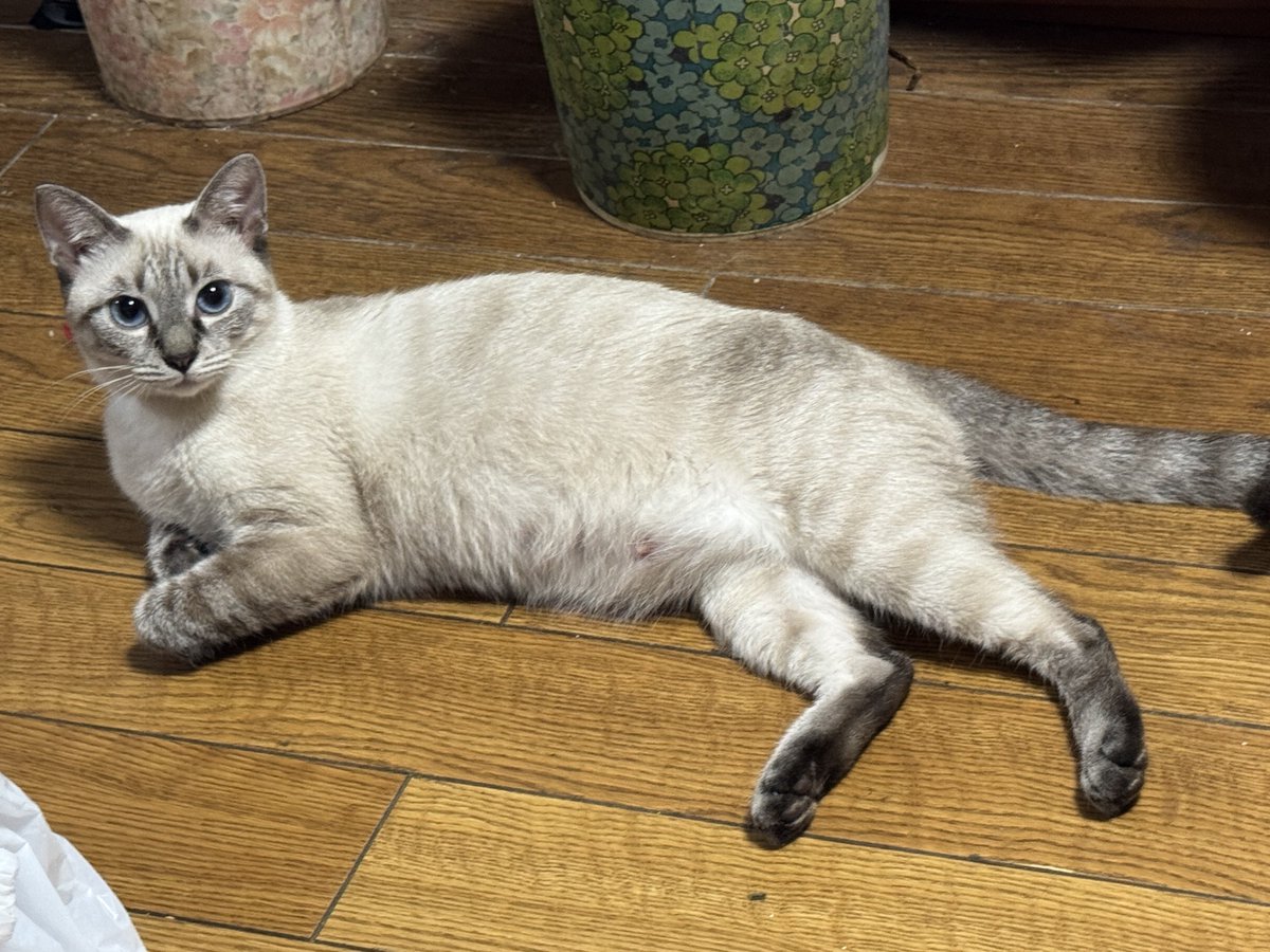 話を聞こうか。

#だてまきニボシ