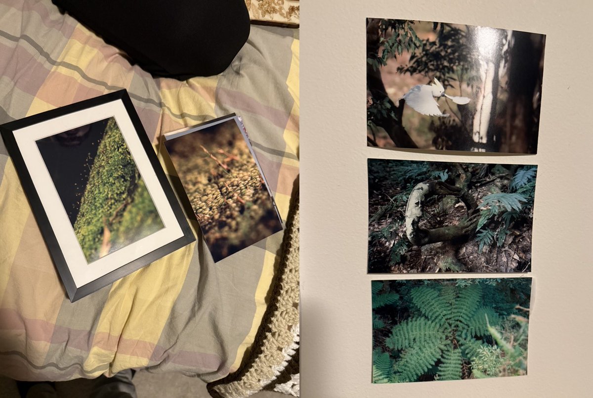 whenever the gf and I go out, I'm always looking for animals to take pictures of while she mostly points out the moss. I've been snapping them and printing them for her, she's been slowly framing them 🥹
