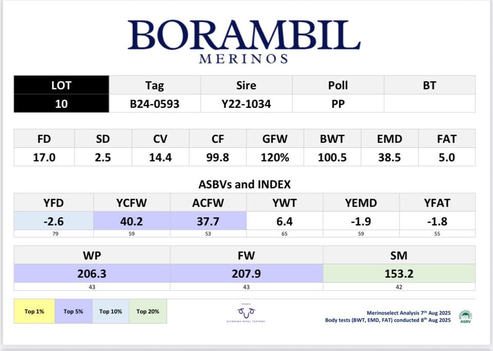 Lot 10 (B24-0593) at the upcoming Borambil Merino and Poll Merino Stud ram sale on 16th September. 

17.0 micron, 120% GFW, 100.5KG. PP. 
+40YCFW, -2.6YFD, +206WP and 153SM index. 

Sire Y22-1034. 

Full details live on AuctionsPlus. 

auctionsplus.com.au/auctions/sheep…