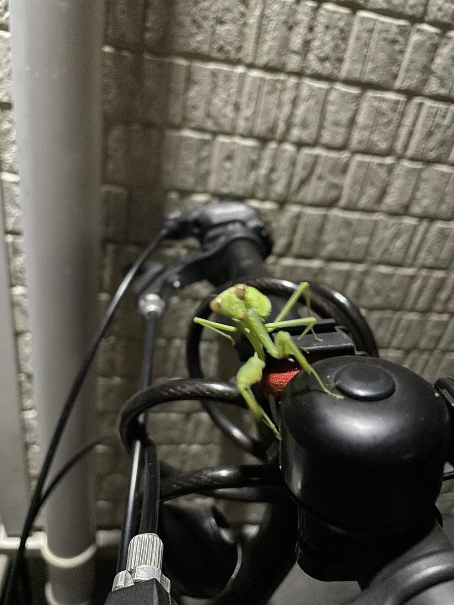 懐っこいヤツだったので少し構ってあげた✌️