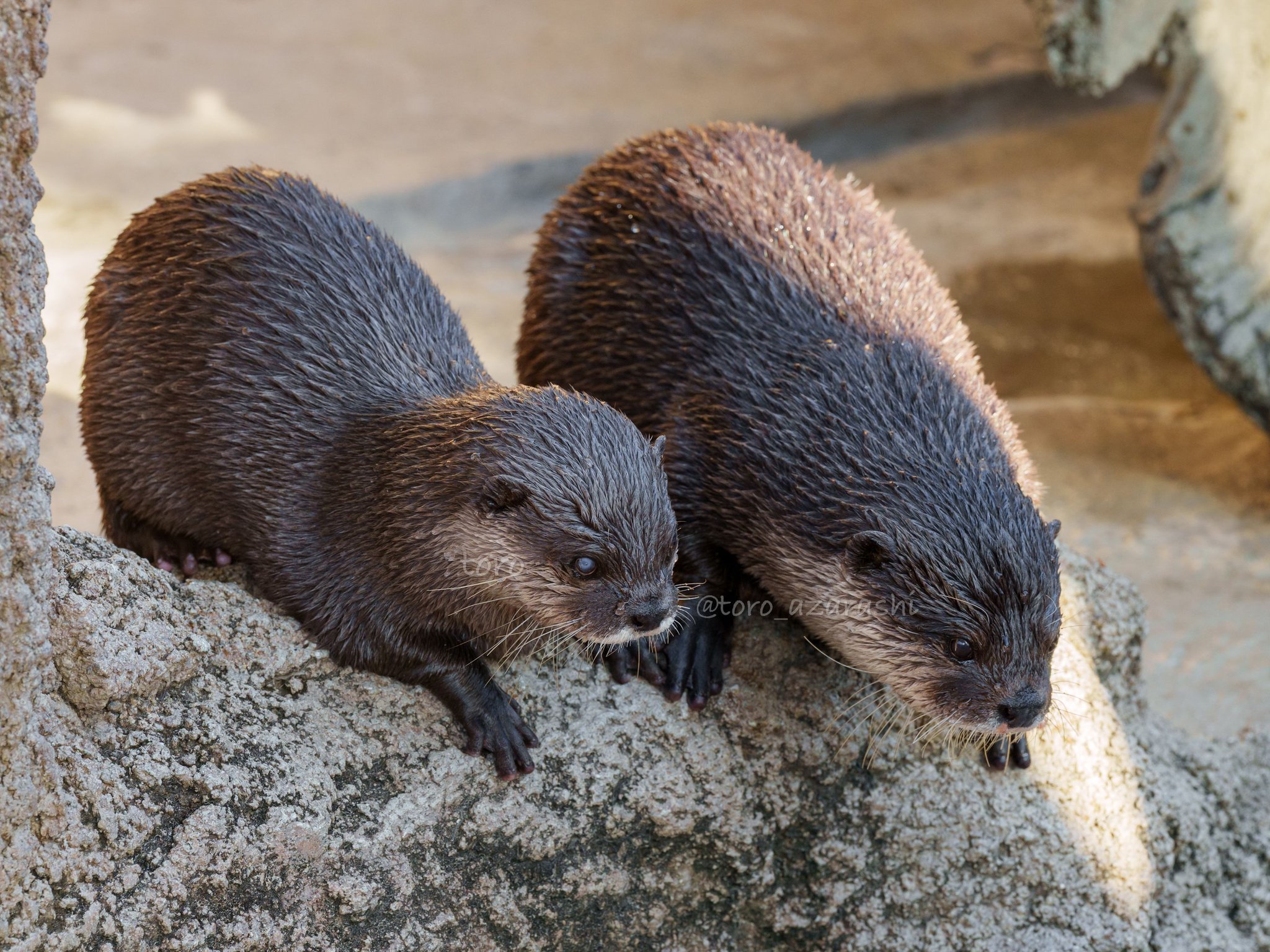 カワウソ mqdefault.jpg