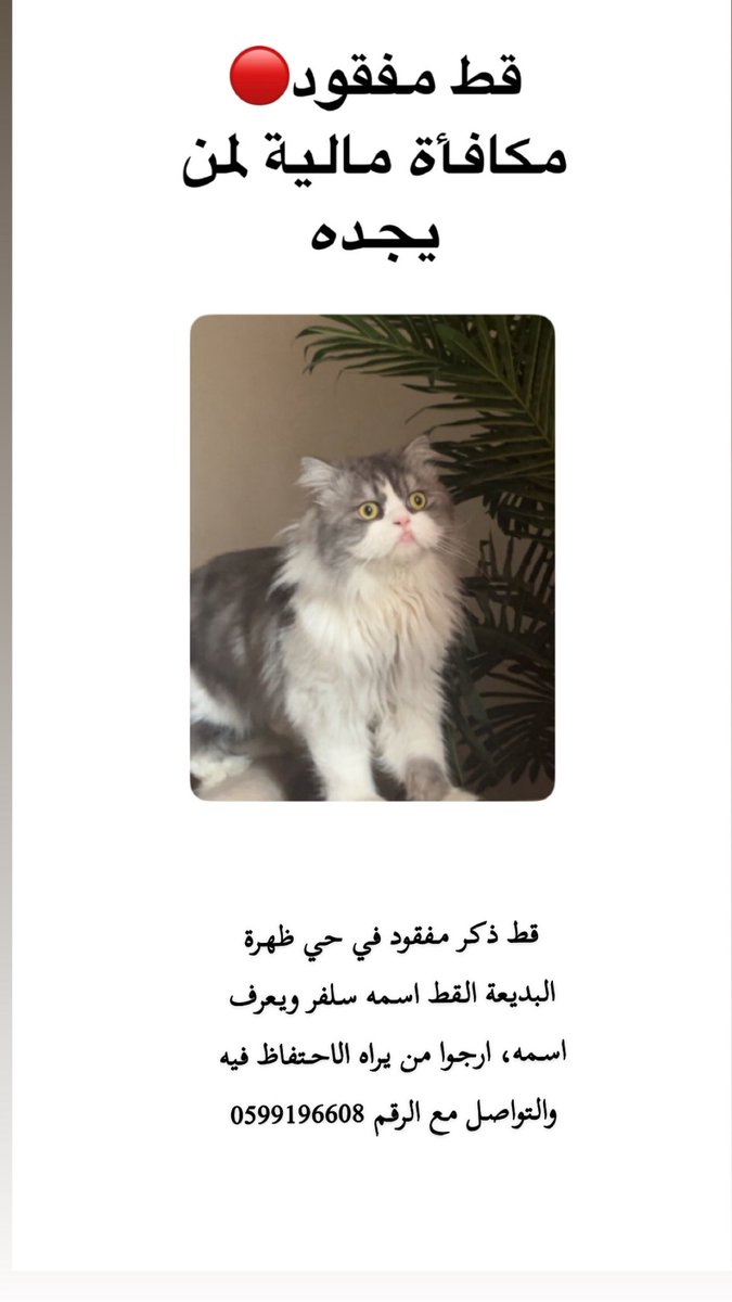 Law_Af5's tweet photo. قط مفقود🔴
ذكر معقم 
عمره ٤ سنوات
الرياض حي البديعه
لمن يجده يوجد مكافأه ماليه الرقم في صورة الاعلان
@TbnaaCats #تبنى_لاتشتري #قطط_الرياض #تبني_قطط @soundsoul369 @wel__91 @aad_fs 
@sa3408  @smaljohani #قطط_الرياض @cats2017_ @missingpetscare @tbnnainriyadh https://t.co/e4sCKVqzDg