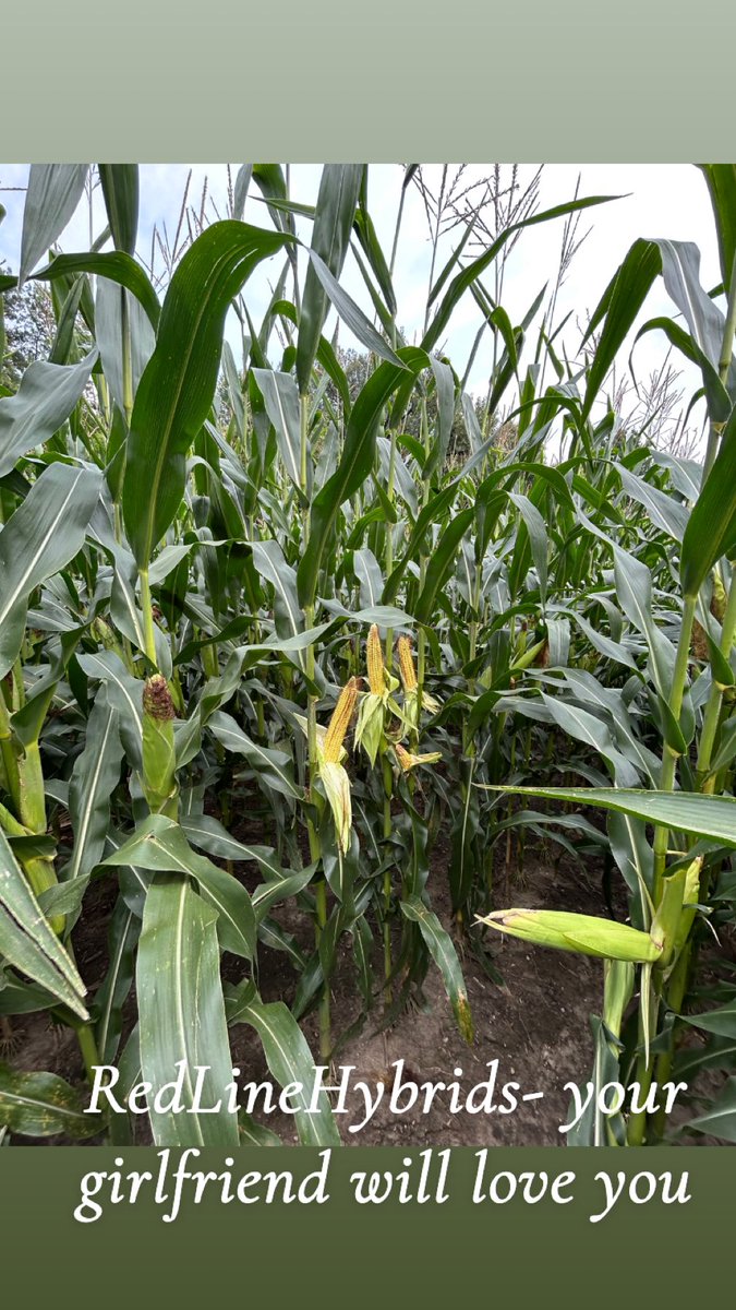 Defund the USDA 2.0 (@dusty3080467325) on Twitter photo RedLineHybrids - <a href="/LineRed8039/">RedLineHybrids</a>
From the Western Nebraska Sandhills to the Ohio River Valley
I think we have a diverse product that works for everyone
Off Patent GT Seed Corn - $125 RedLineHybrids - <a href="/LineRed8039/">RedLineHybrids</a>
From the Western Nebraska Sandhills to the Ohio River Valley
I think we have a diverse product that works for everyone
Off Patent GT Seed Corn - $125