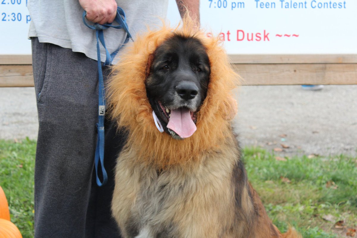 Markham Fair tweet media