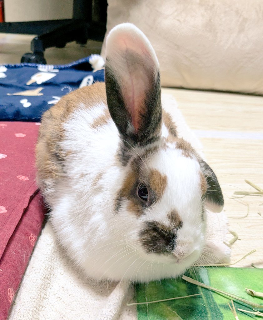 いつもとは逆のお手々ないない🐇