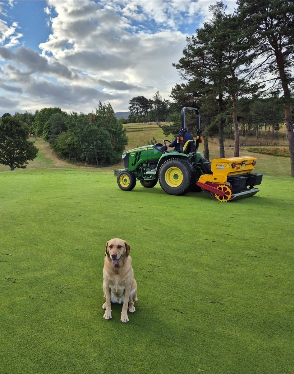 dodger1874's tweet image. @DogsOfTurf Glen keeping an eye on proceedings as we continue overseeding greens at Kingsknowe GC in Edinburgh #CourseDug #Glen #DogsOfTurf