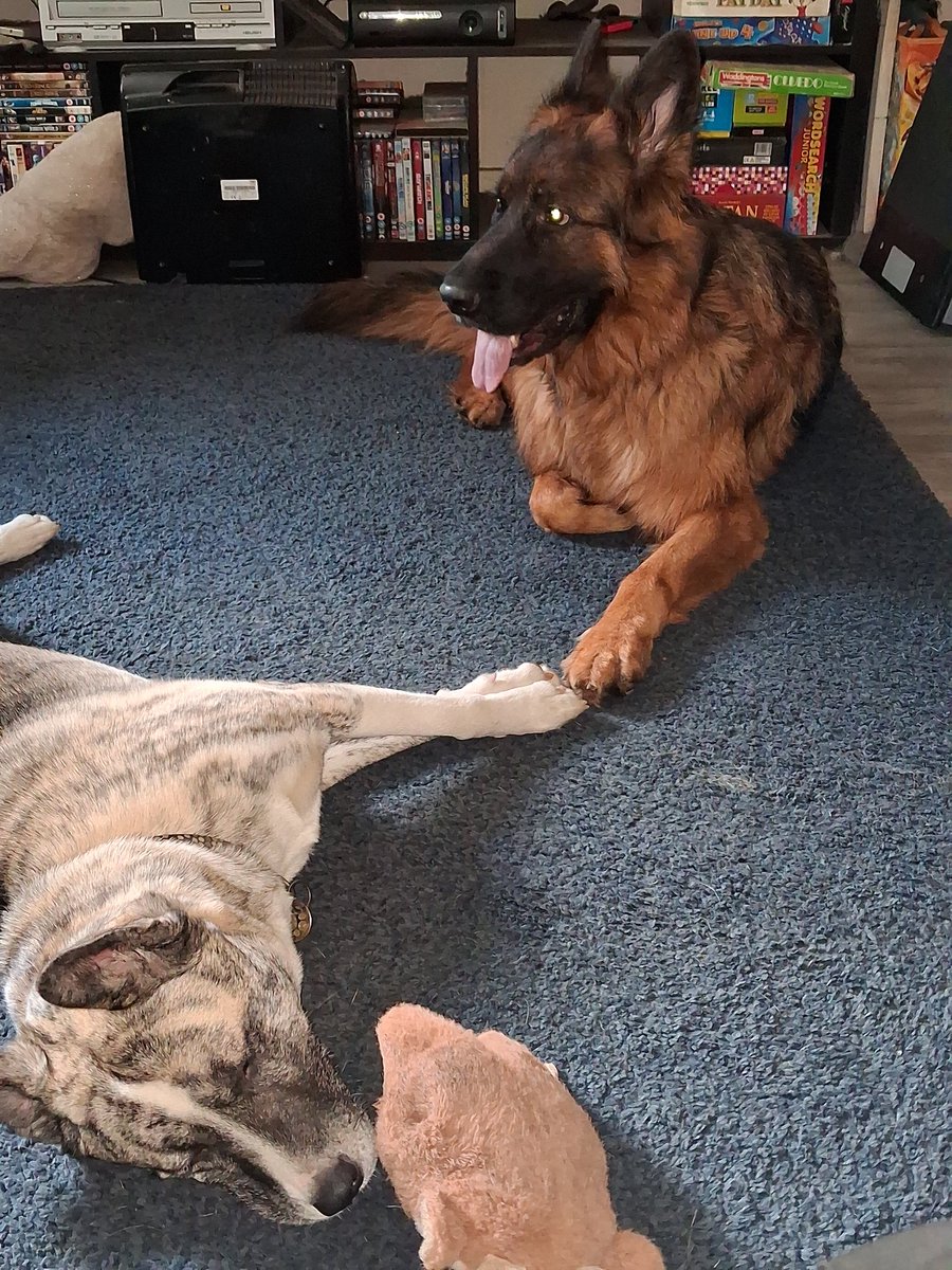 Apparently it's International Dog Day, so here is my beautiful boy holding paws with his sleeping girlfriend.