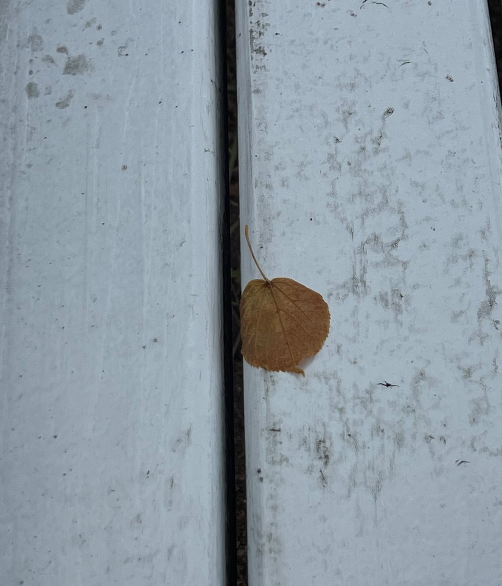 lotionwaywhims's tweet image. a fucking leaf fell… it’s time.