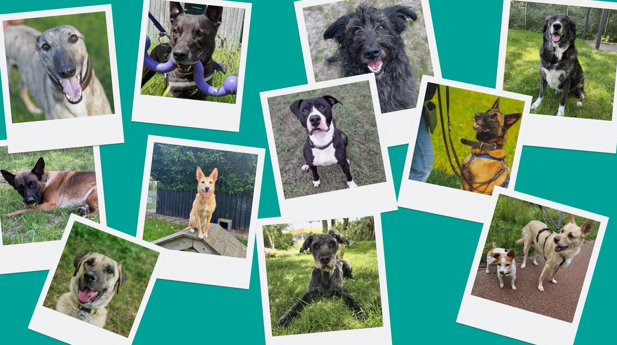 Vier #nationalehondendag met onze buitenbeentjes! 🐕🐾Terwijl populaire dieren snel geadopteerd worden, verdienen onze 'buitenbeentjes' extra aandacht. Maak kennis met onze bijzondere #honden die wachten op een nieuw thuis.❤️ bit.ly/45STSAG #ikzoekbaas #adoptdontshop