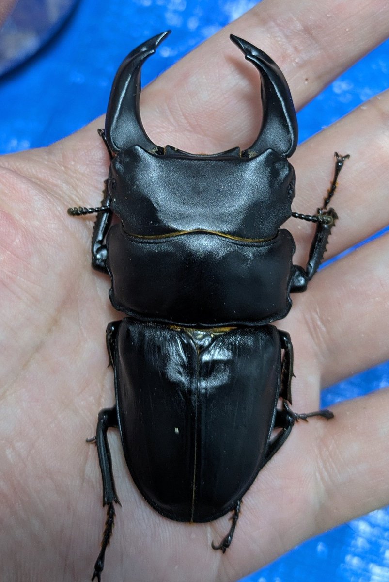 たくパパ (@takupapa80) / Posts / X