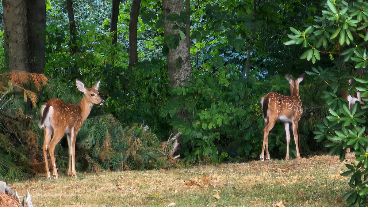 Photos of the Day
Sunrise through the fog - John Carter III
Sunflower up close - Greta Foose
Backyard in Wintersville - Garner Flener
wtov9.com/chimein