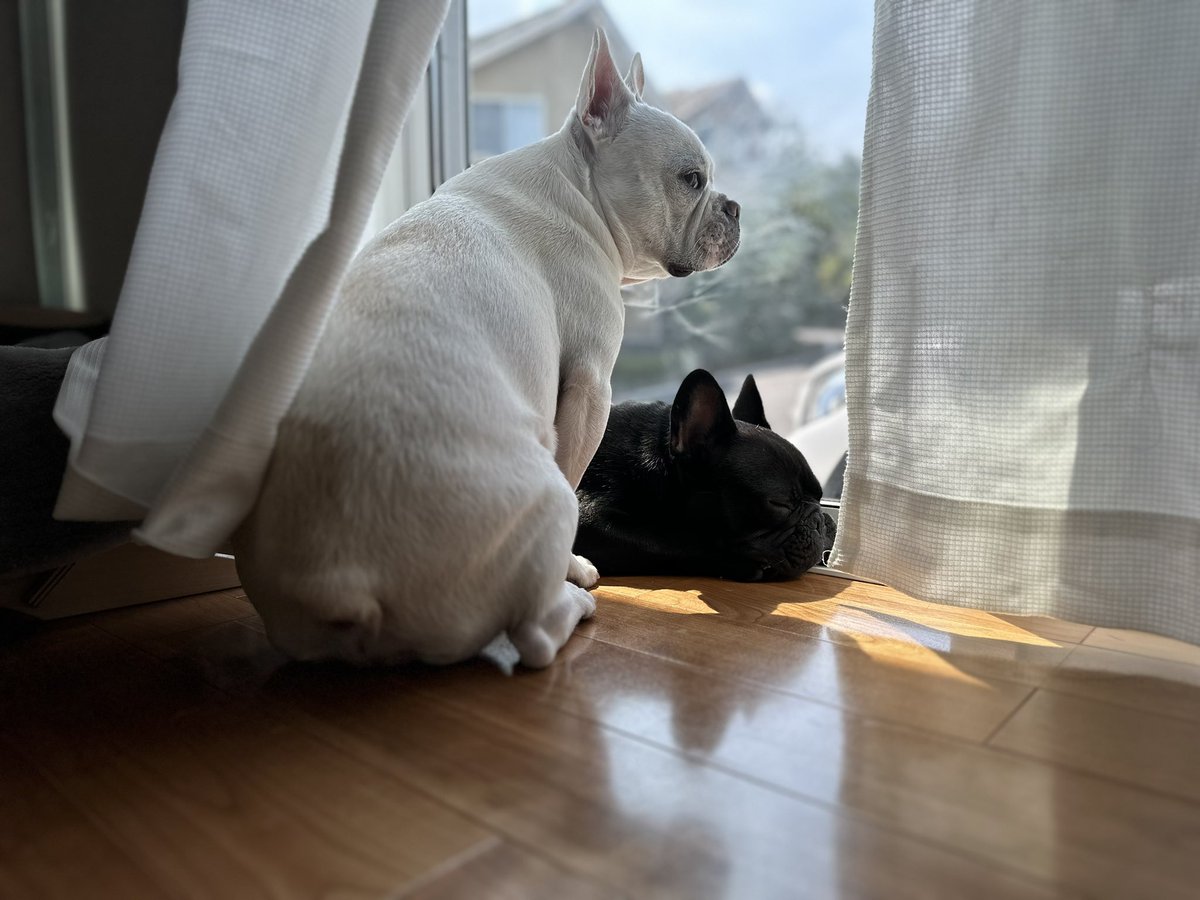たまには愛犬報告🐕
先住犬の 大福(フレブル)の弟として、保護犬の もずく(フレブル)を迎えました🙌
▼フレンチブルドッグ兄弟
・大福　：1歳8ヵ月/ホワイト&amp;クリーム
・もずく：1歳2ヶ月/ブリンドル
どこかで会ったらよろしくお願いします🙇‍♂️
#フレンチブルドッグ #フレブル #犬のいる生活 #保護犬