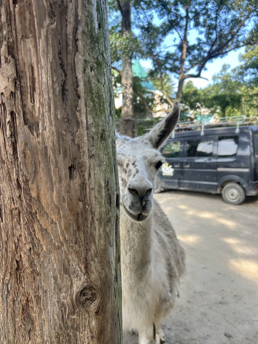 NASU_SAFARIPARK's tweet image. チラッ👀

視線を感じたと思ったらこちらを見ていました🫣

#那須サファリパーク #llama #ラマ