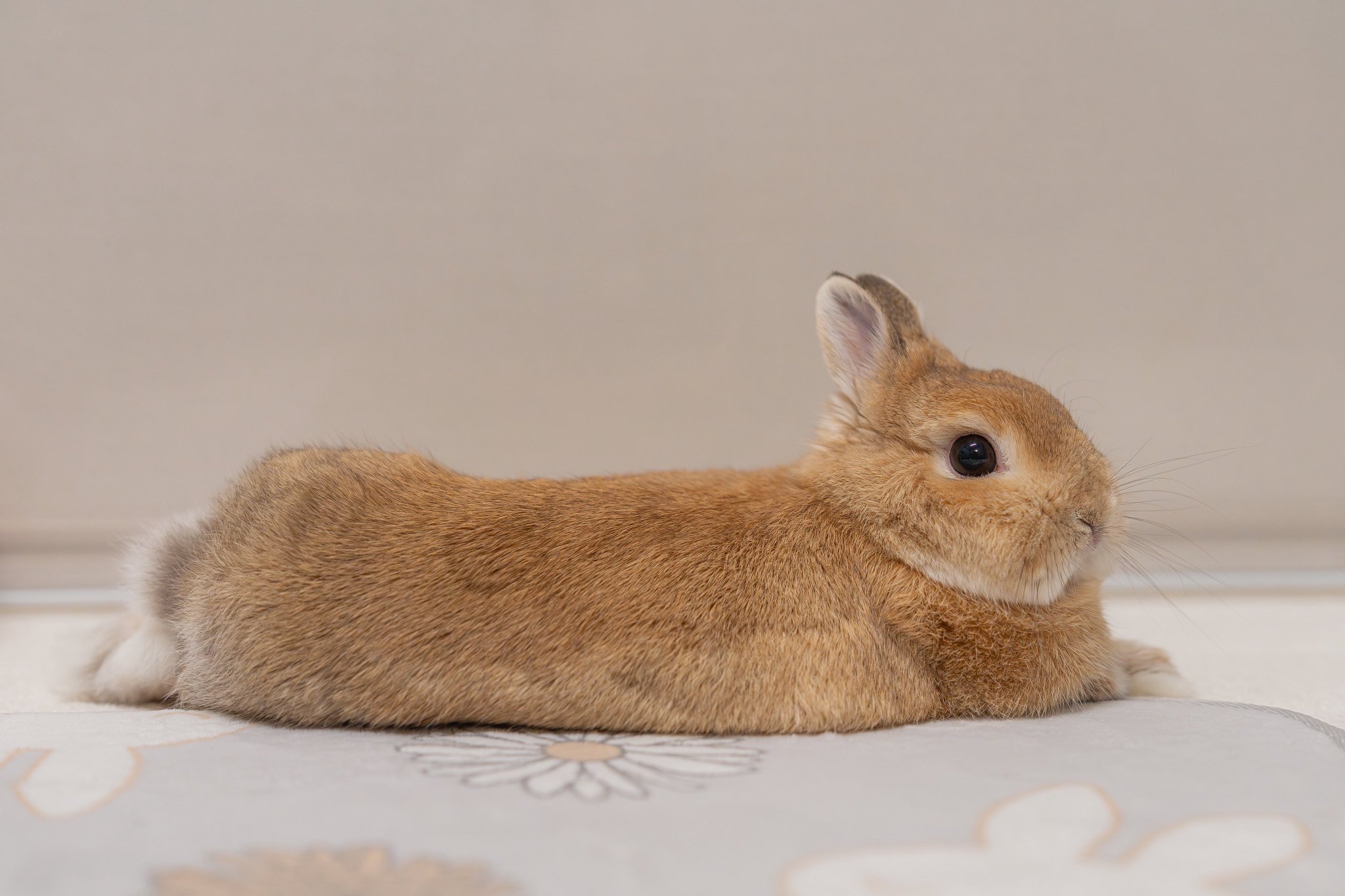 うさぎ うさぎの新着🐰 ネザーランドドワーフがやって来ました
