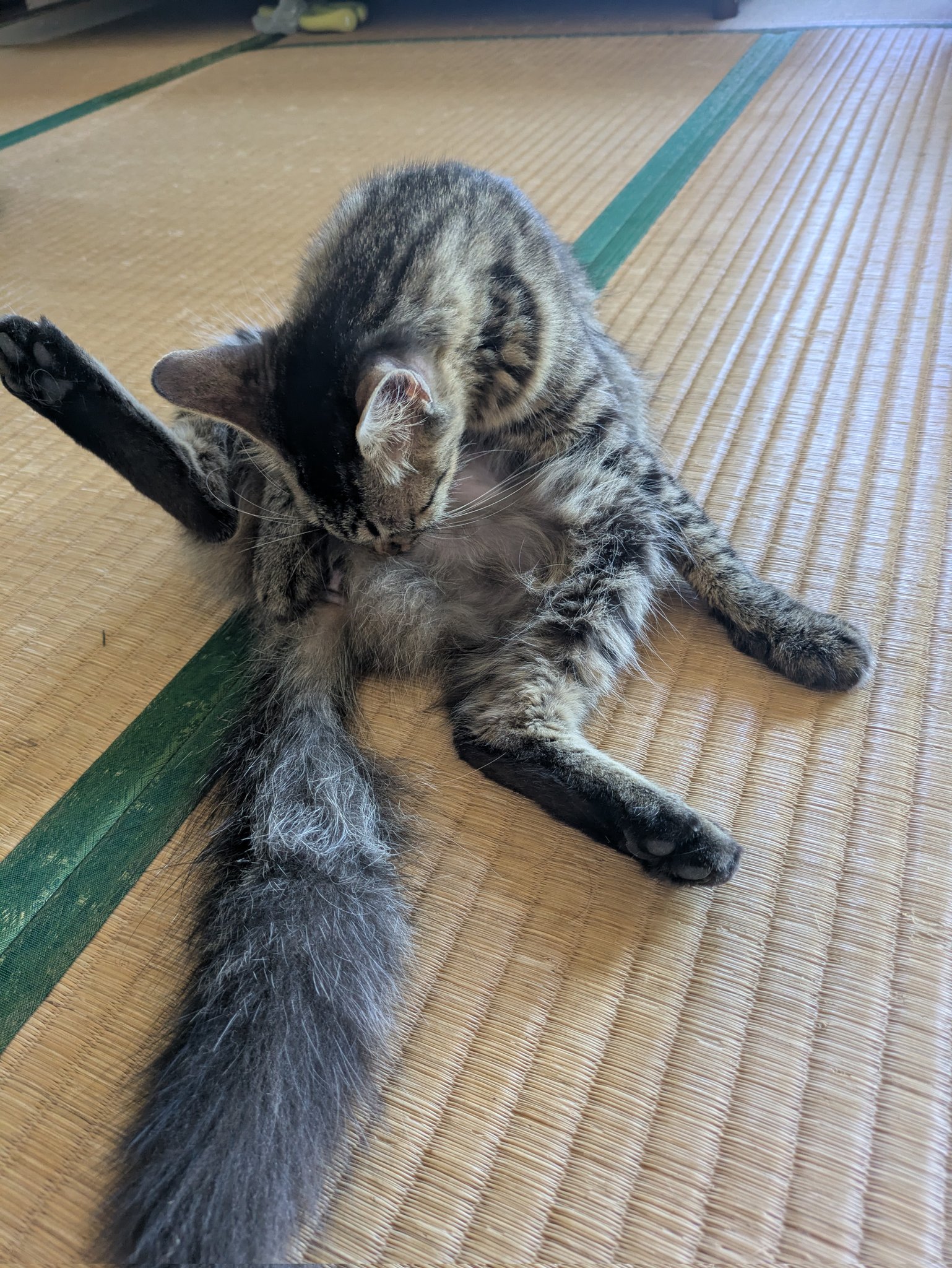 にゃんこ様♡ありがとうございます♡ 里親募集中！！ 🐱こにゃん 🐈‍⬛ちびくろ 5歳の女の子姉妹です