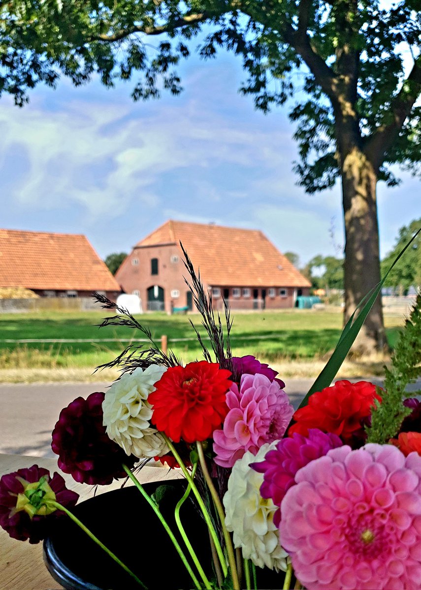 Bijna één miljoen dahlia's zijn kunstig verwerkt in twaalf grote praalwagens van #bloemencorso dat morgen (woensdagmiddag 14.00 uur) en overmorgen (donderdagochtend) door #Rekken in #Achterhoek trekt. Langs de weg kraampjes waar je voor vrije gift bosje dahlia's kunt meenemen.
