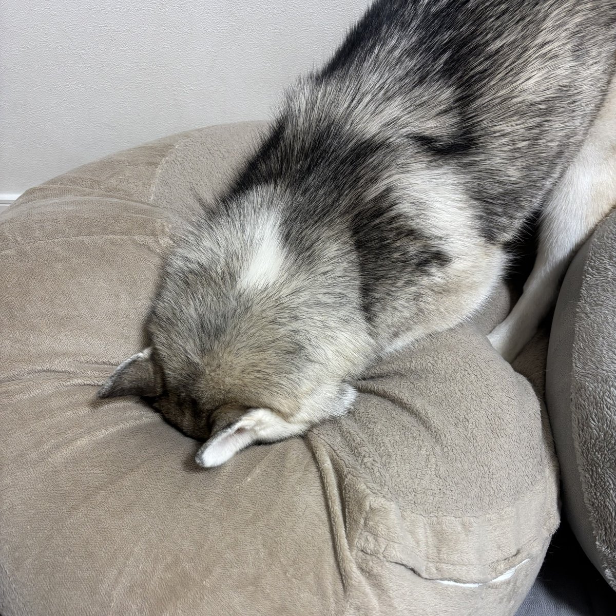 かまってちゃんポーズは独特だけど
こう見えて甘えん坊すぎるところがたまらない