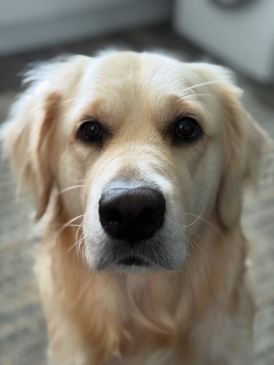 OfficialGCCSA tweet media