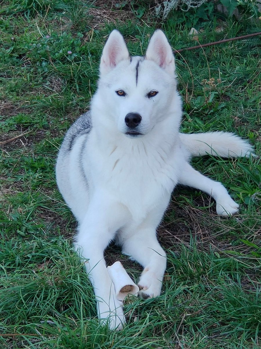 Bonne journée les dogs 🐺