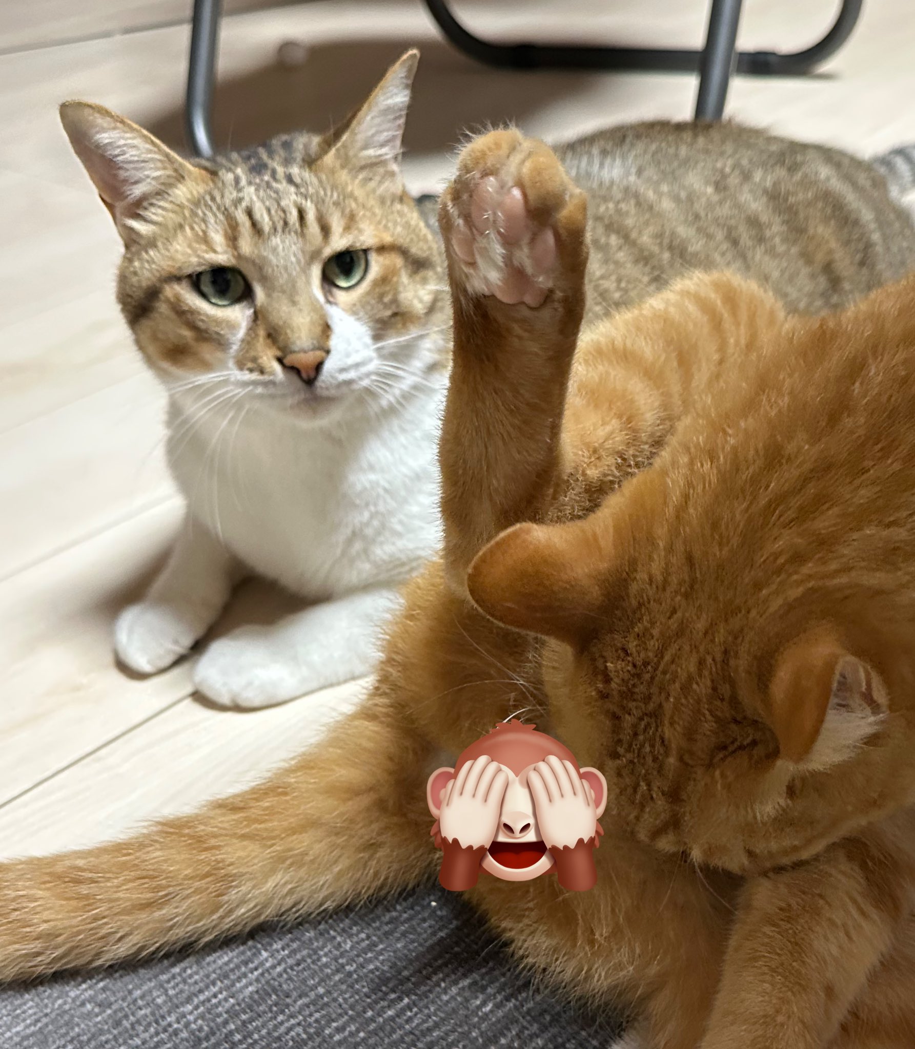mannine 猫　お好きな方に 人参好きだったレオ🐱🥕 現在は？？ - YouTube