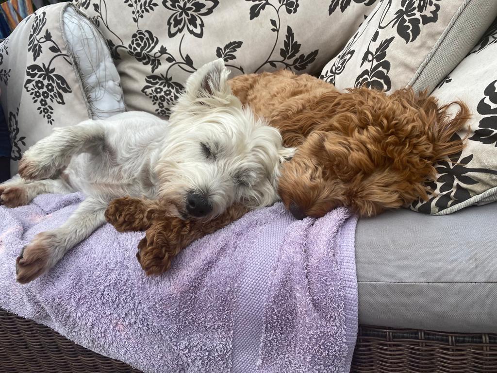 Bridgetechtweet's tweet photo. Happy National Dog Day! 🐶💙

Meet some of the pups behind the people at Bridgetech who make life (and work!) that little bit brighter. 🐕✨

#NationalDogDay https://t.co/AGylsKh2Ck